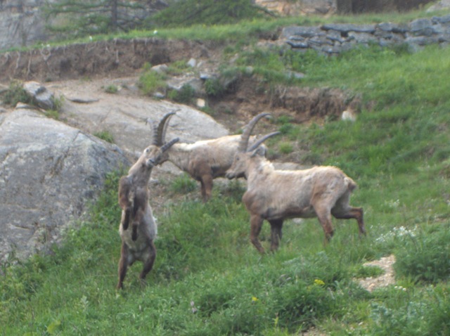 ABITANTI DELLA VALSAVARENCHE , PARCO NAZIONALE GRAN PARADISO